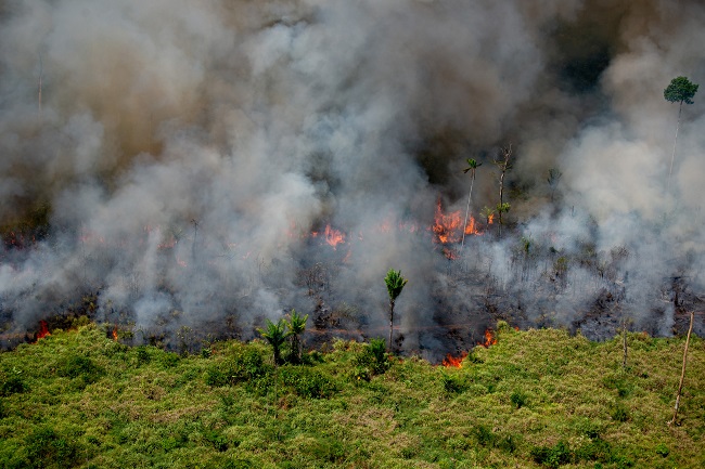 The 2019–2020 Amazon Fires