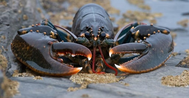 How Long Can Lobsters Live out of Water